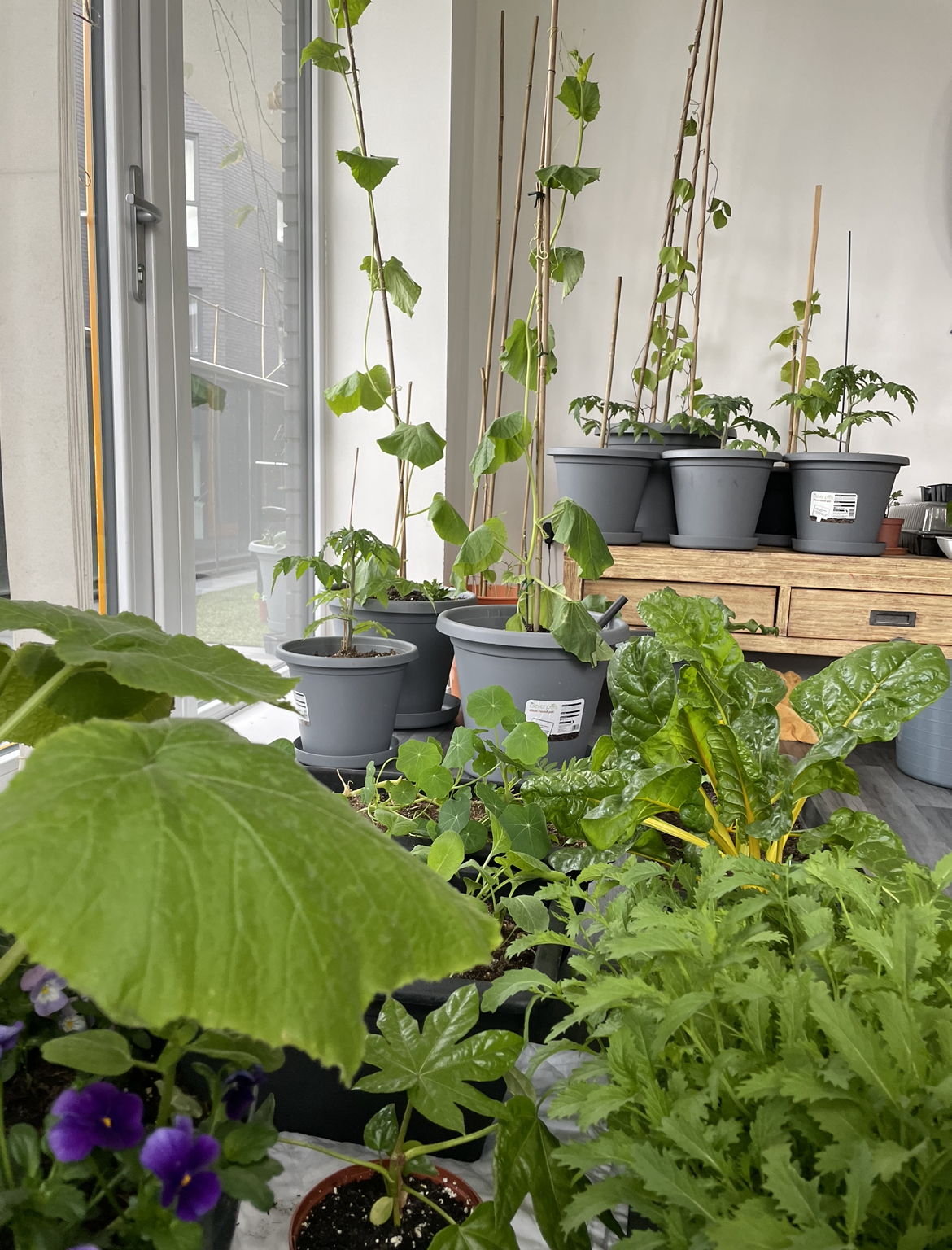 Farmers working in urban garden