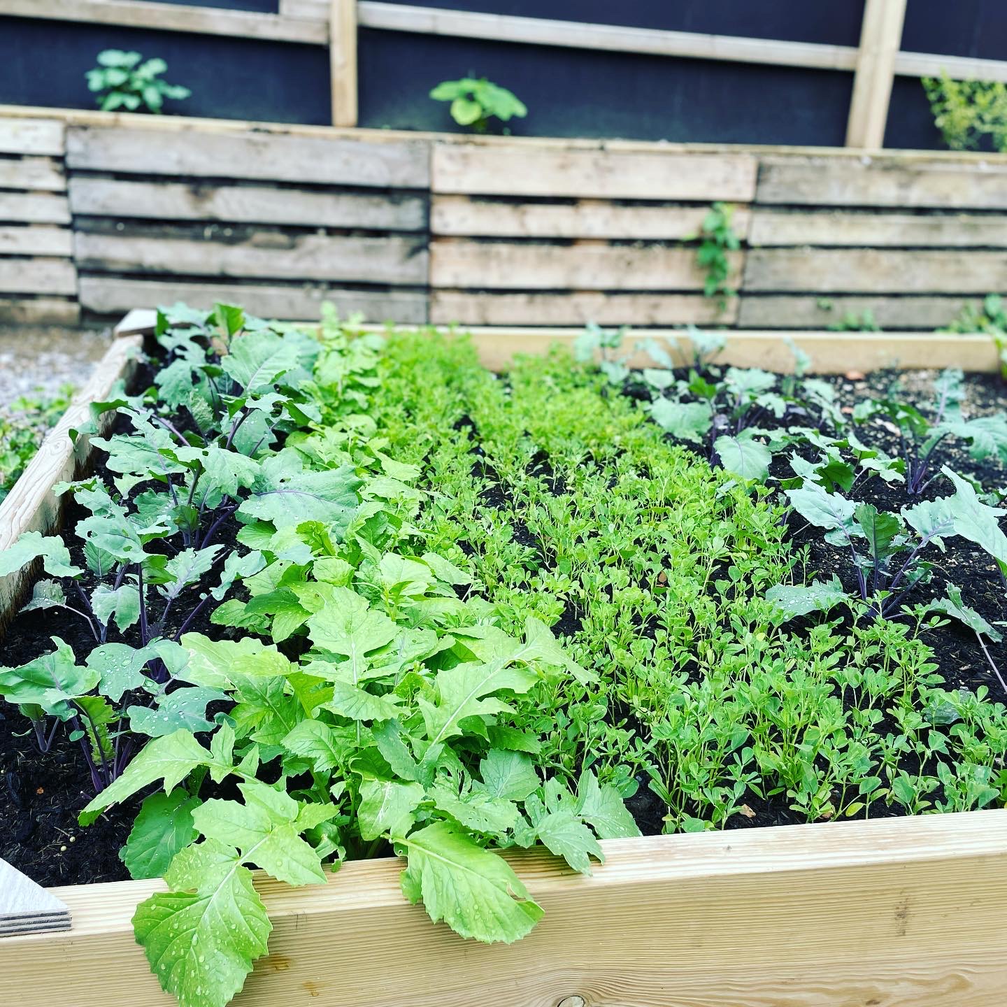 Fresh vegetables