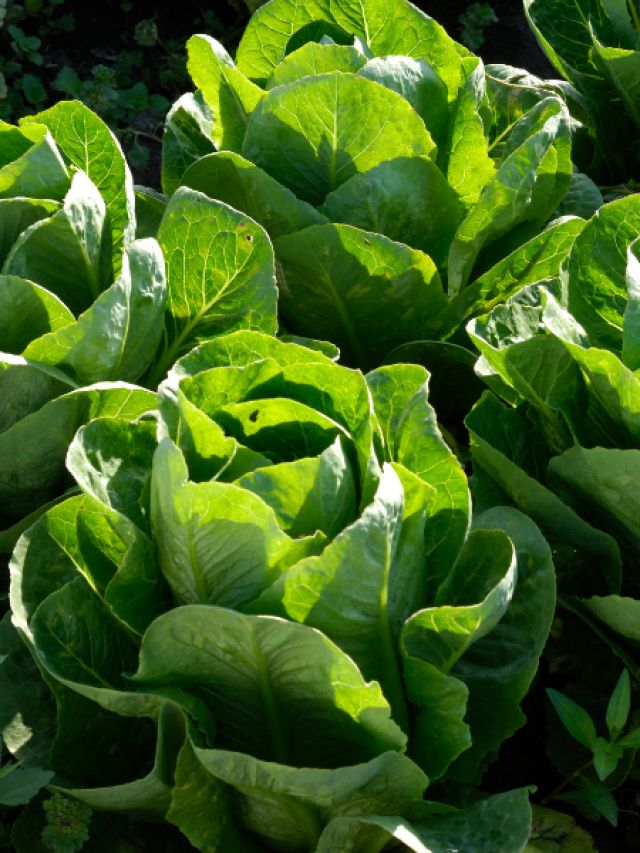 Fresh Lettuce