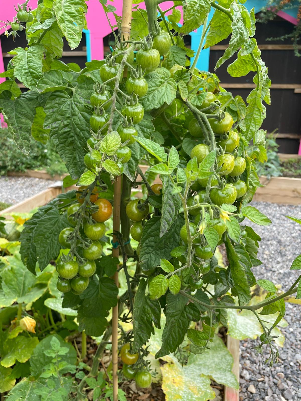 Tomatoes and greens